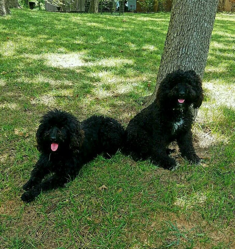 Portuguese Water Dog For Sale Texas