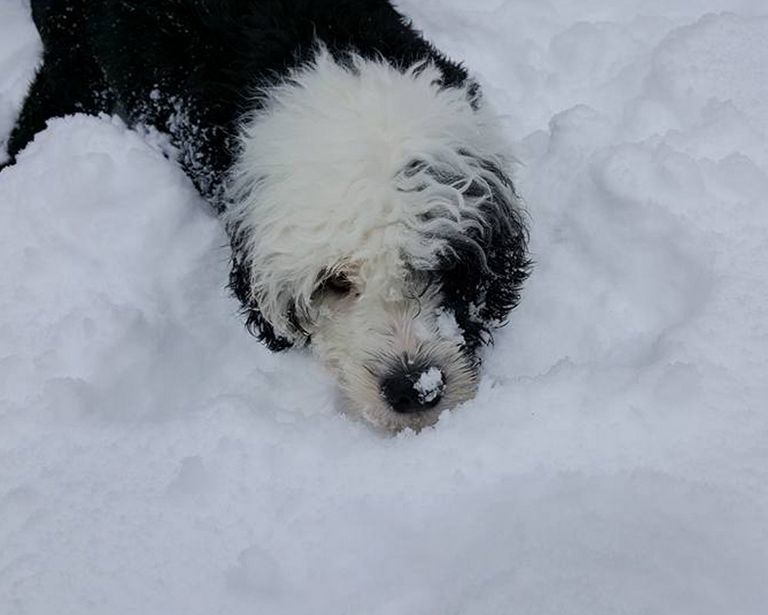 Portuguese Water Dog Puppies For Sale In Pa