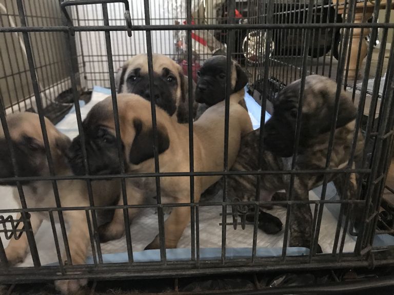 Presa Canario Puppies For Sale In California Top Dog