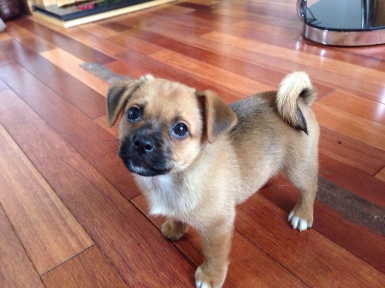 Pug Mix Puppies For Sale In Pa