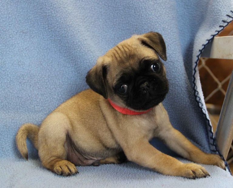Pug Puppies For Adoption In Pa