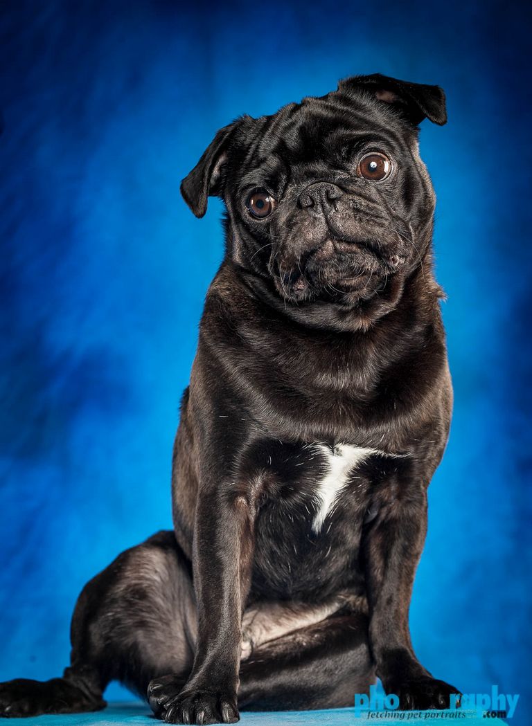 Pug Puppies For Sale Buffalo Ny | Top Dog Information