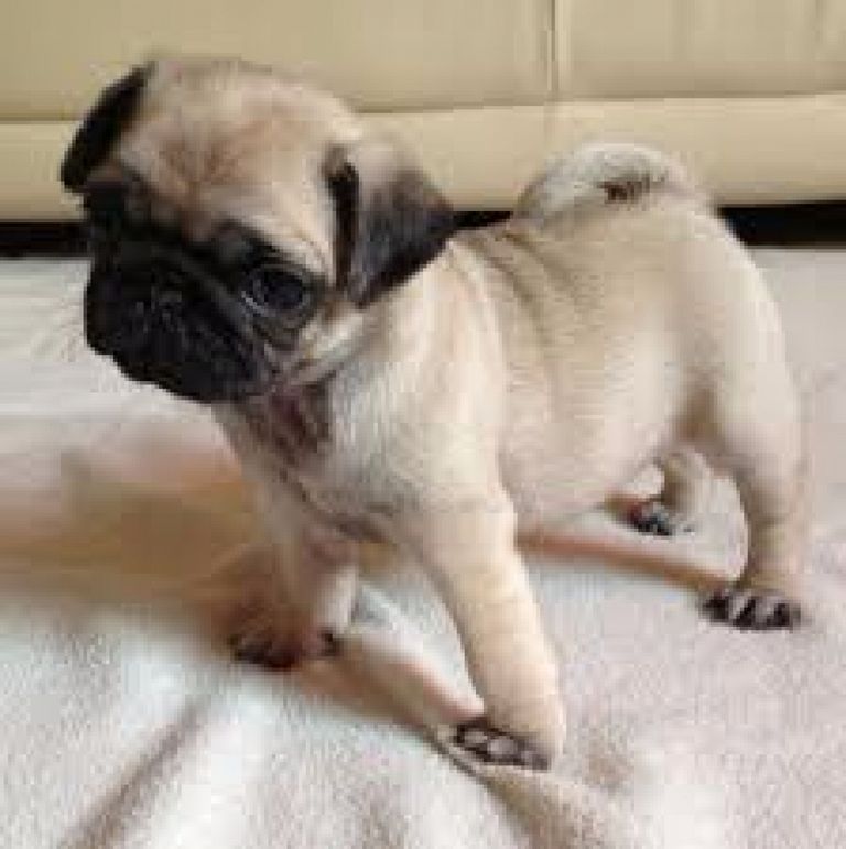 Pug Puppies For Sale New Hampshire