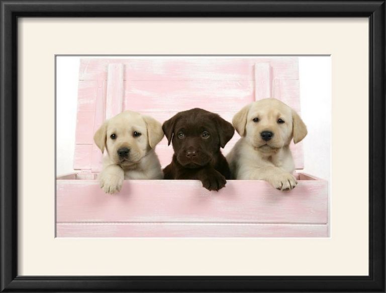 Puppies Chico Ca | Top Dog Information