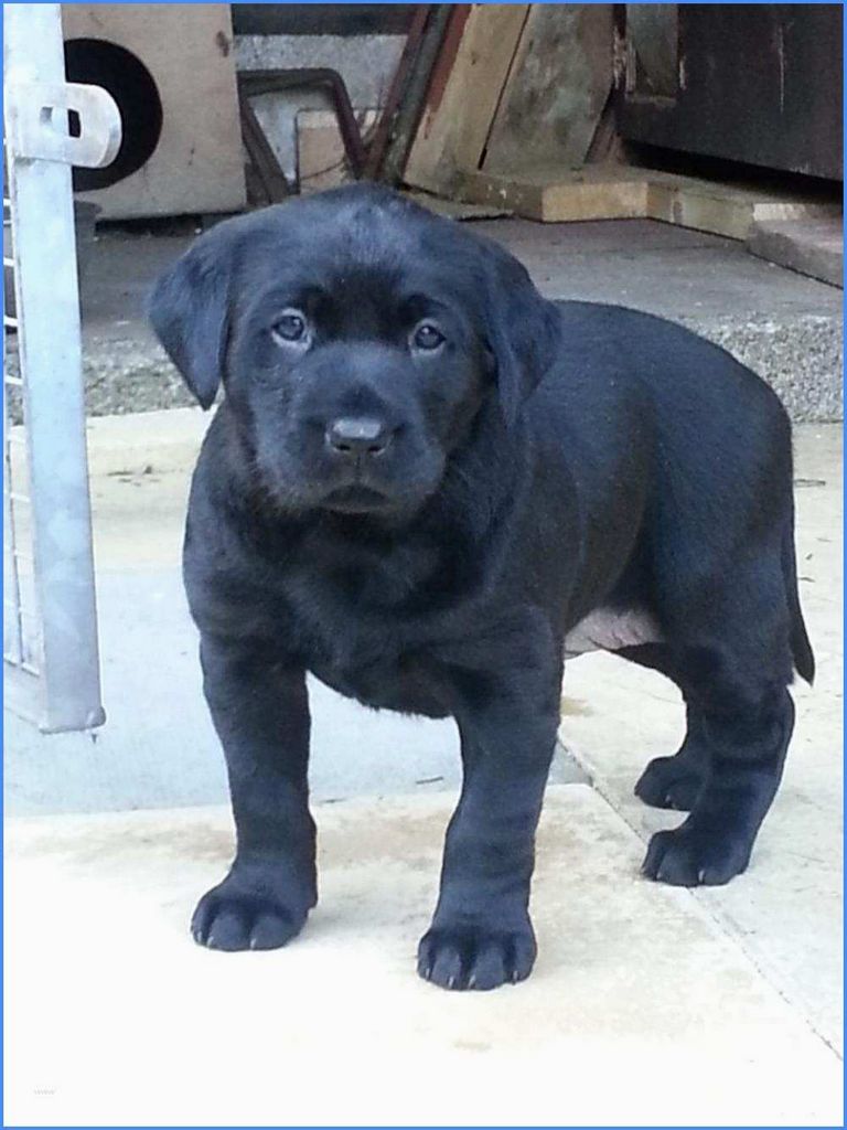 Puppies For Sale Austin Tx | Top Dog Information