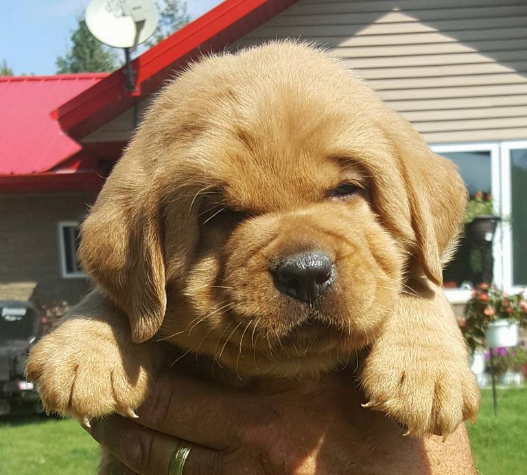 Puppies For Sale In Northeast Iowa