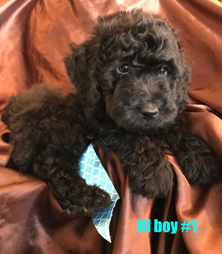 Puppies For Sale In Orange County