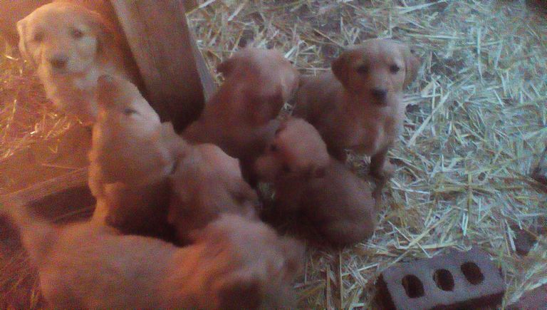 Puppies For Sale In Sioux City
