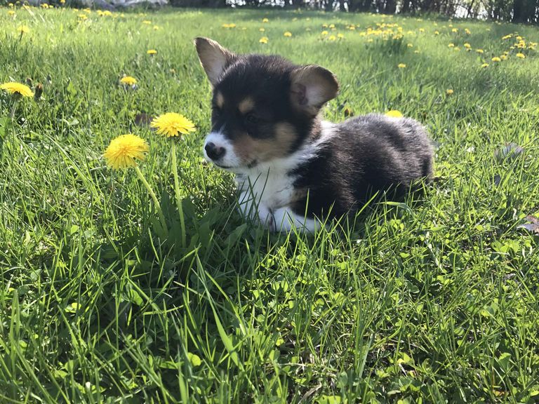 Puppies For Sale Mn