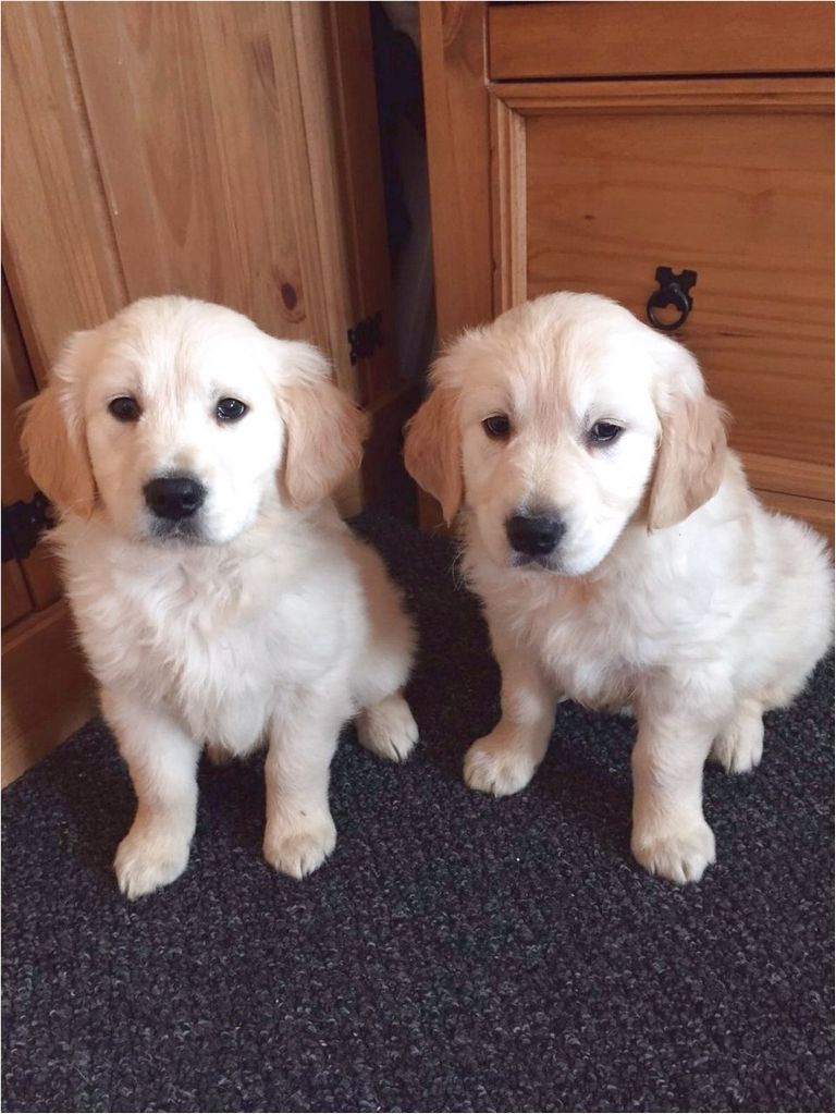Puppies For Sale Redding Ca