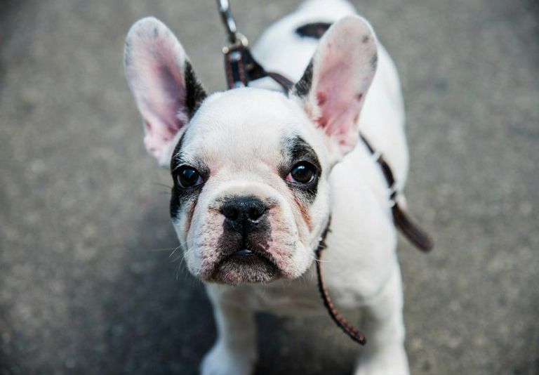 Purebred French Bulldog Puppies Top Dog Information