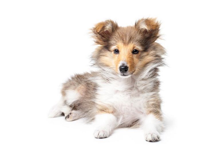 Purebred Sheltie Puppies For Sale