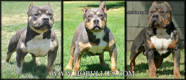 Purple Ribbon Pitbull Puppies For Sale