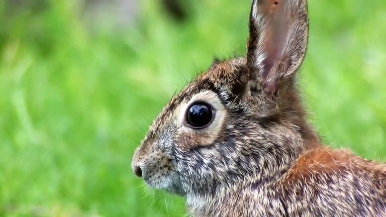 Rabbit Hunting Beagles For Sale In Ga
