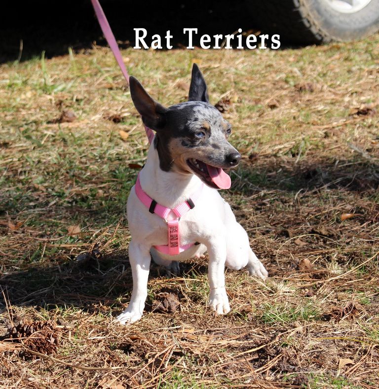 Rat Terrier Puppies For Sale In Pa