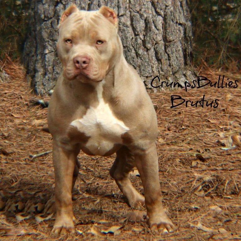 Razor Edge Pitbull Puppies For Sale