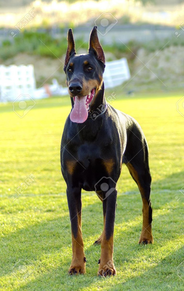 Red Doberman Puppies For Sale