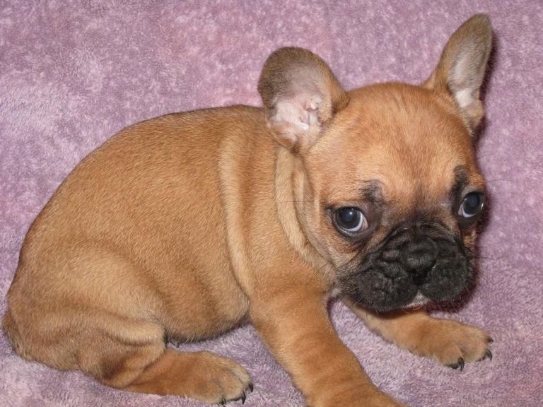 Red French Bulldog Puppy For Sale
