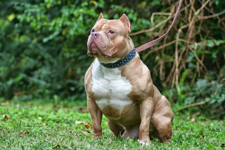Red Nose Pitbull Facts