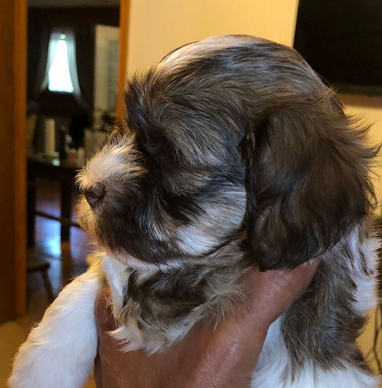 Red Sable Havanese Puppies For Sale