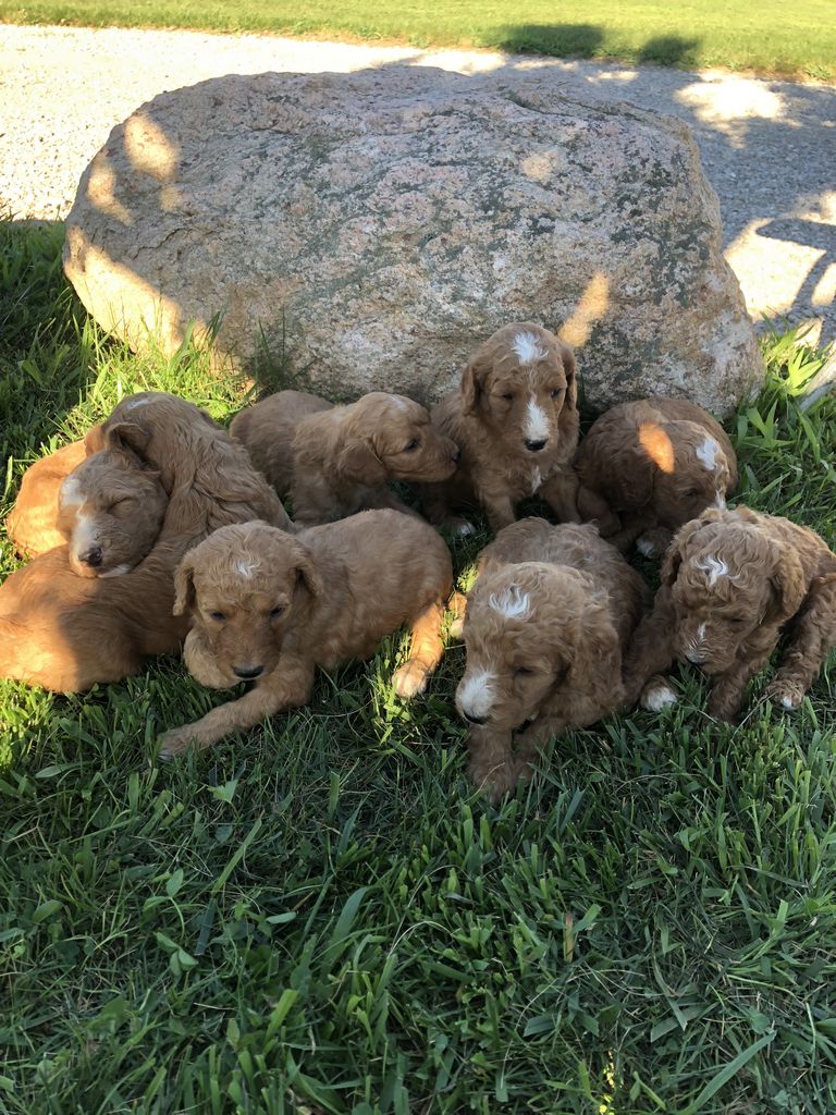 Red Standard Poodle Indiana