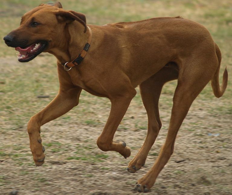 Rhodesian Ridgeback Mix Pups In Az