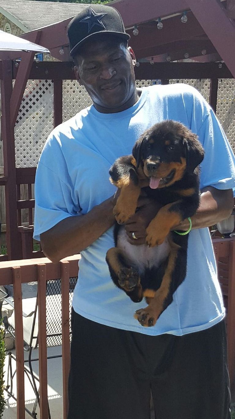 Rottweiler Puppies For Adoption In Nc