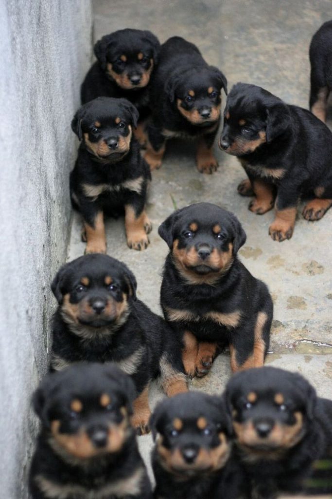 Rottweiler Puppies For Sale In Ga Craigslist