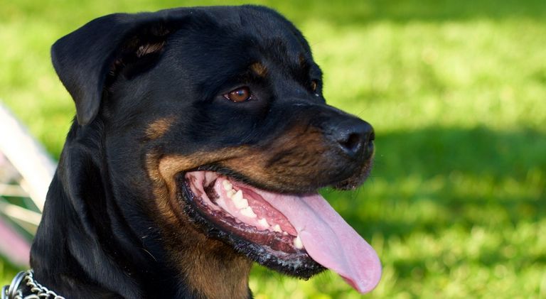 Rottweiler Puppies For Sale In Texas Cheap | Top Dog ...
