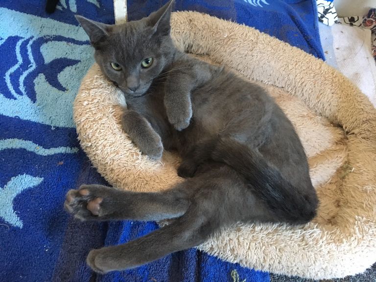 Russian Blue Cat For Sale