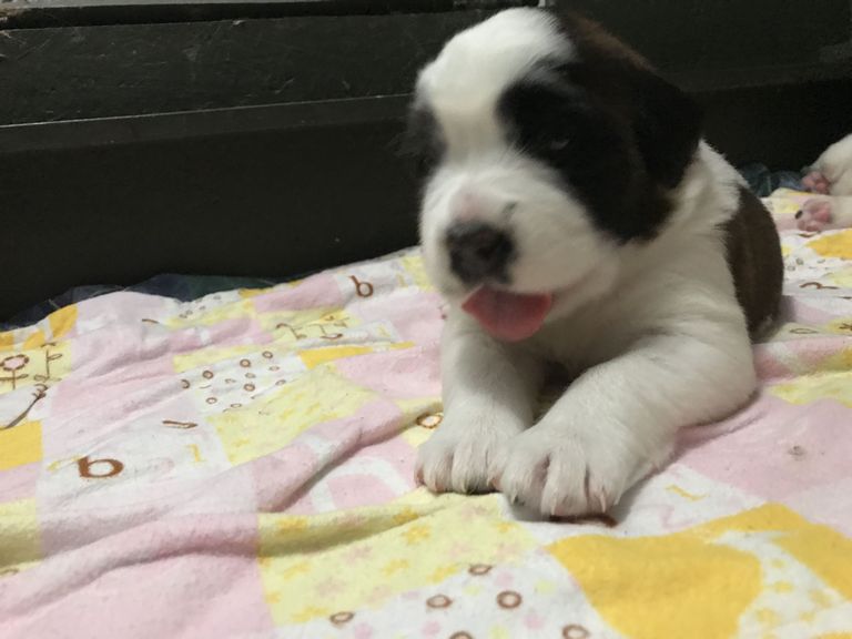 Saint Bernard Puppies For Sale In Texas