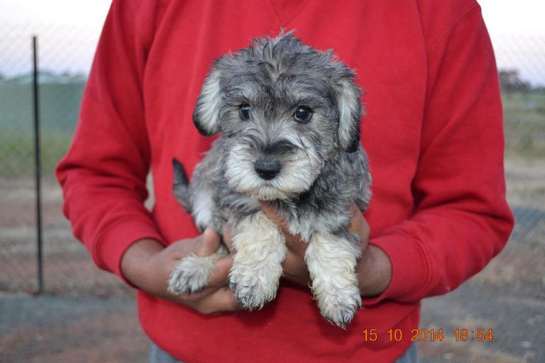 Schnoodle Puppies For Sale In Pa
