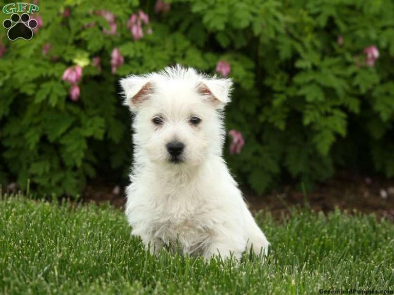Scottish Terrier Puppies For Sale In Nj