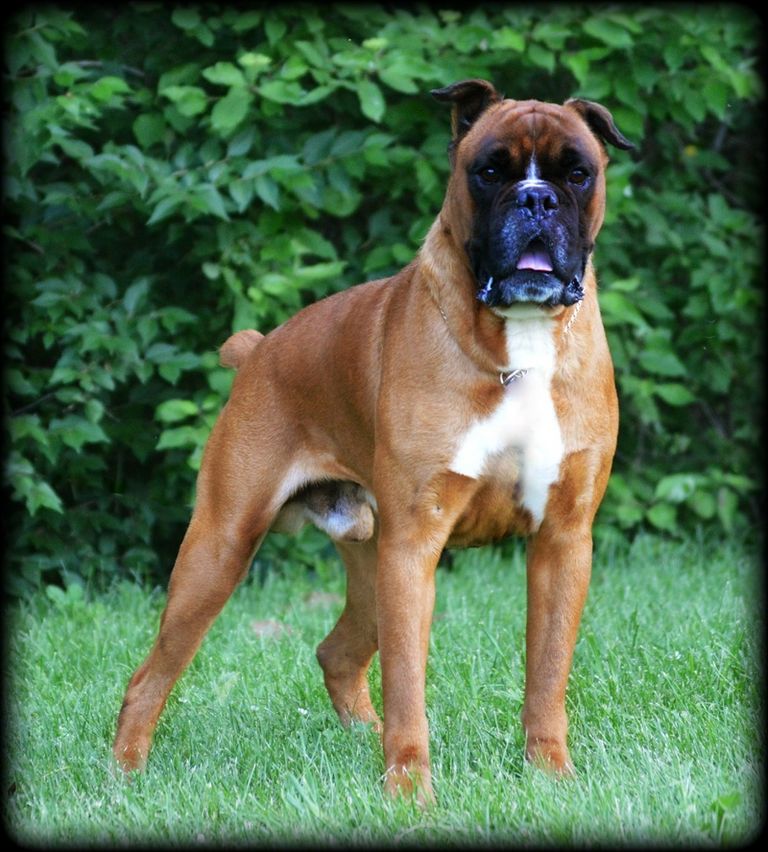 Sealed Boxer Puppies For Sale In Ohio