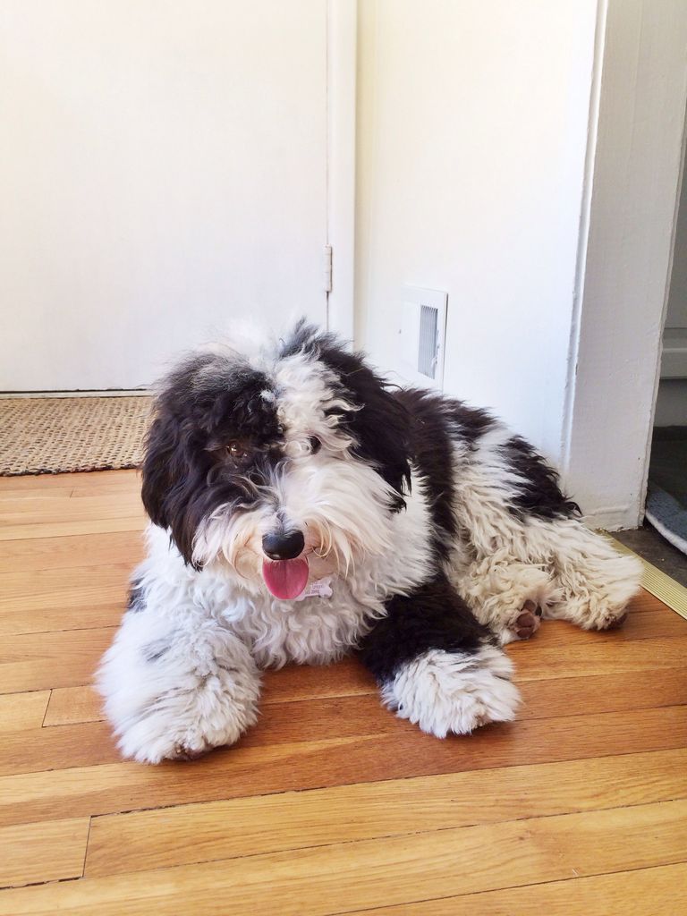 Sheepadoodle Puppies For Sale Mn