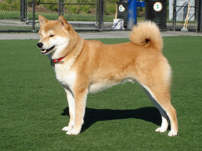 Shiba Inu Dogs Japan