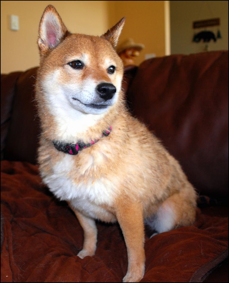 Shiba Inu Puppies For Sale In Indiana