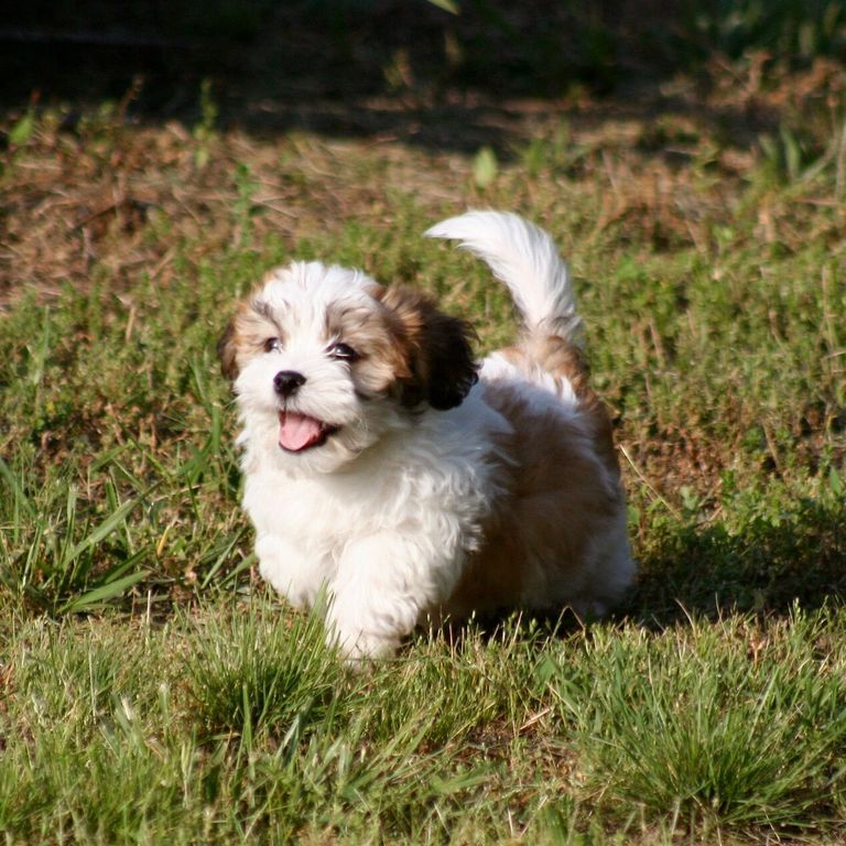 Shichon Puppies For Sale In Indiana
