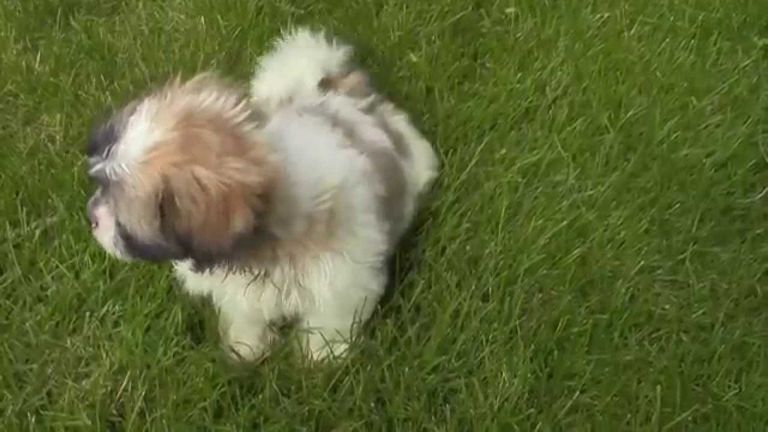 Shichon Teddy Bear Puppies For Sale