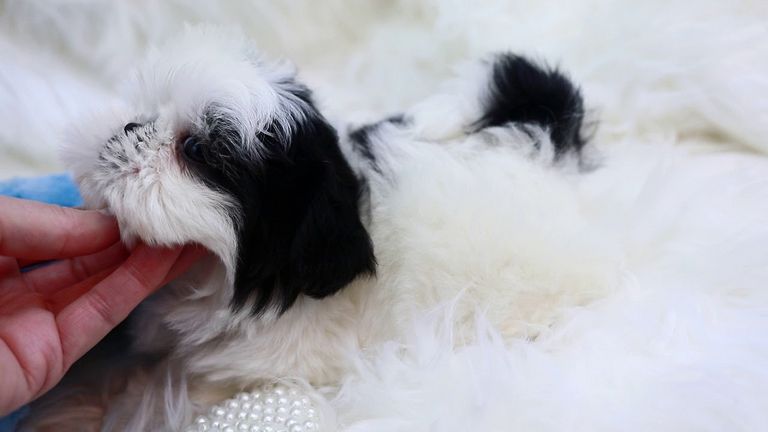 Shih Poo Puppies For Sale In Md