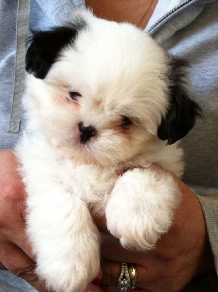 Shih Poo Puppies For Sale In Nc