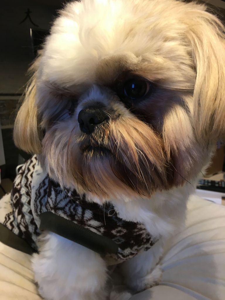 Shih Tzu Names Boy With Meaning