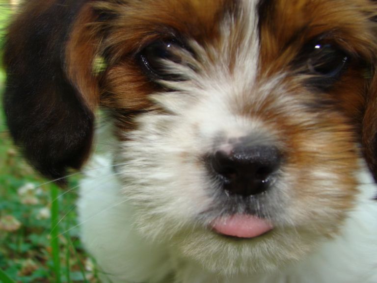 Shih Tzu Puppies For Sale In Georgia With Prices