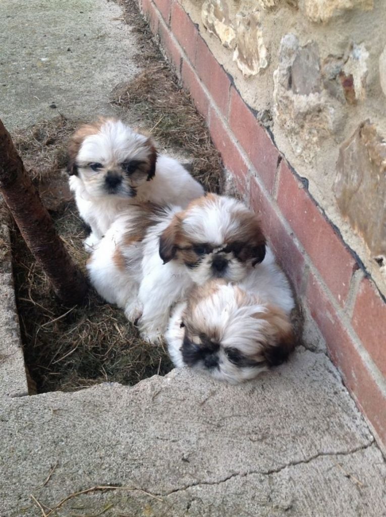 Shih Tzu Puppies For Sale In Muncie Indiana