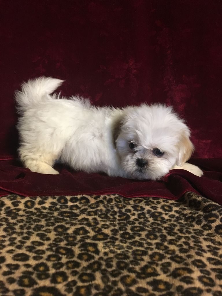 Shih Tzu Puppies For Sale In New Orleans