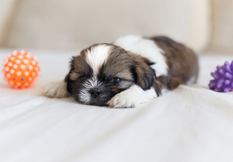 Shih Tzu Puppies For Sale Near Me