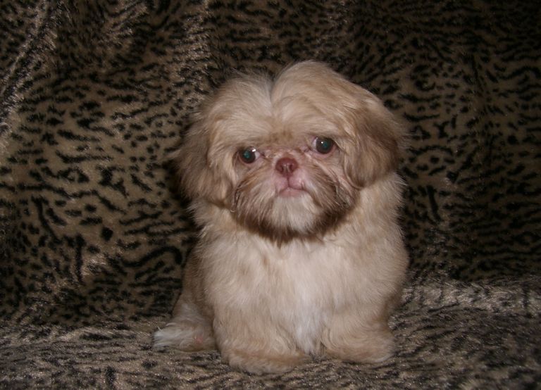 Shih Tzu Puppies For Sale Under 400