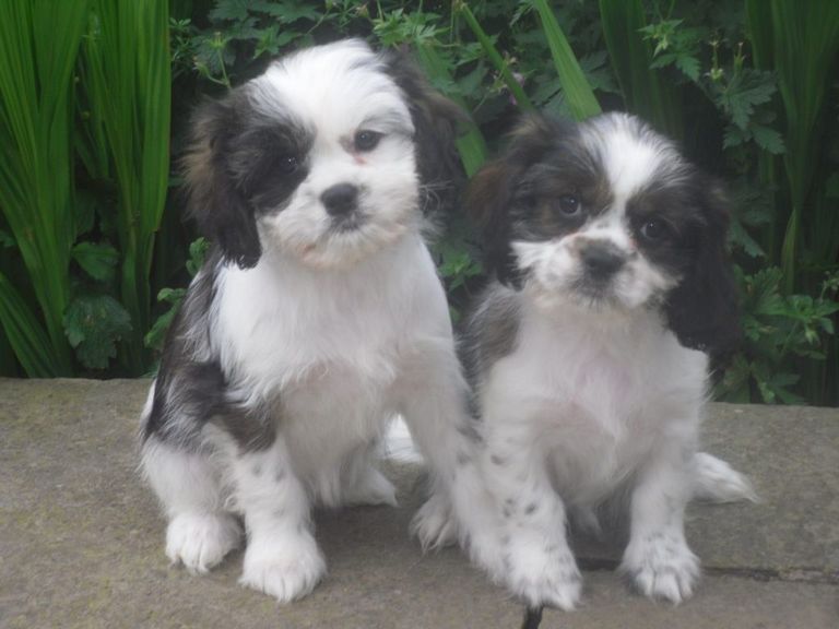 Shiranian Puppies For Sale