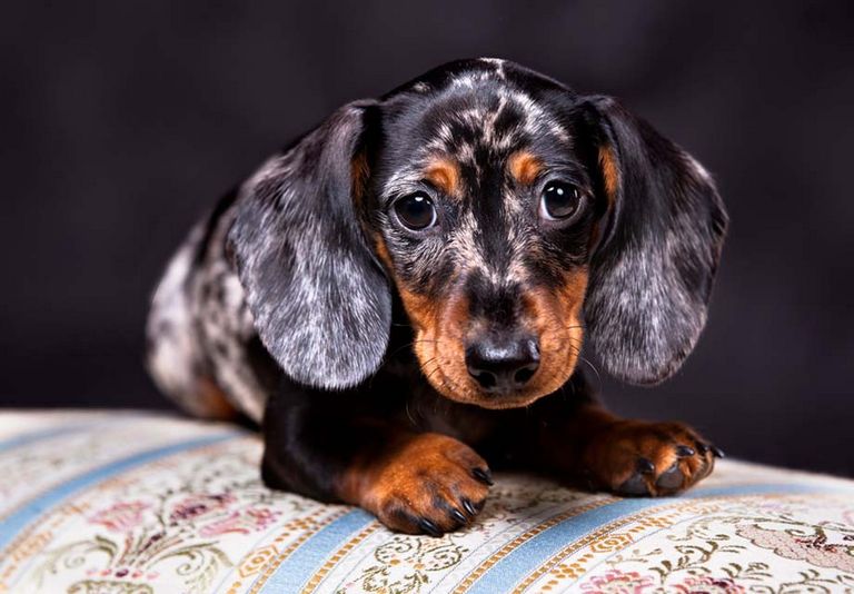 Show Dachshunds For Sale