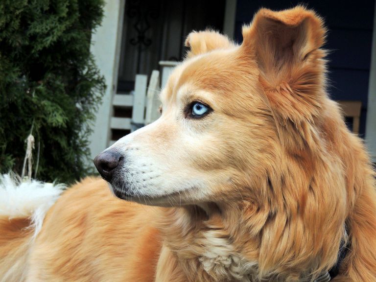Siberian Husky Cross Rottweiler Puppies For Sale